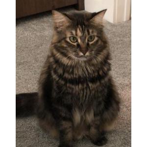 Image of Floof (Nyla), Lost Cat