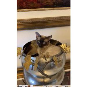 Lost Cat Boots