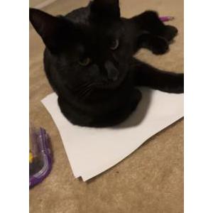 Image of Shadow, Lost Cat