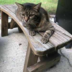 Lost Cat Marley