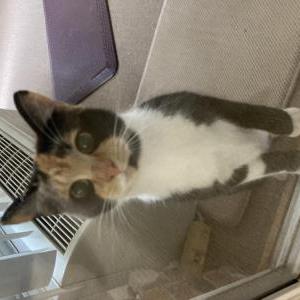 Found Cat Calico color female