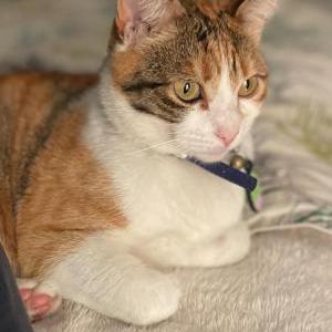 Image of Callie, Lost Cat