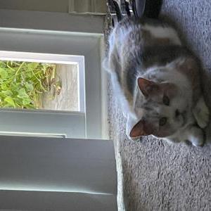 Image of Stumpy, Lost Cat
