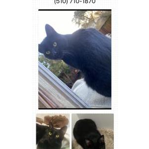 Lost Cat Casey