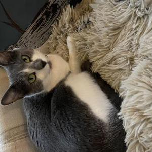 Lost Cat Tushka