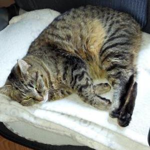 Image of Kookaws, Lost Cat