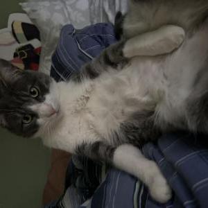 Image of Ryuji, Lost Cat