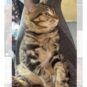 Image of Jackson, Lost Cat