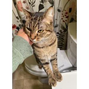Lost Cat Oliver