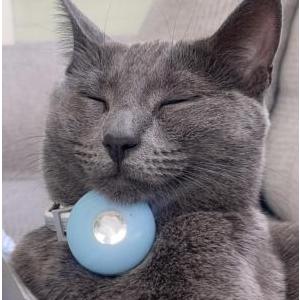 Image of Minnie Kitty (Zoe), Lost Cat