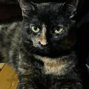 Image of Junie, Lost Cat