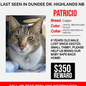 Lost Cat Patricio