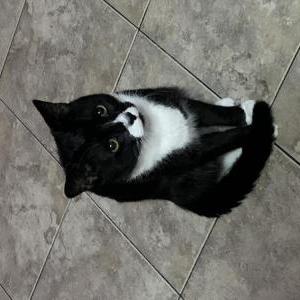 Image of Silvestre, Lost Cat