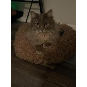 Image of Cleo, Lost Cat