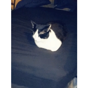 Image of Lucy, Mama's,Mama lu, Lost Cat