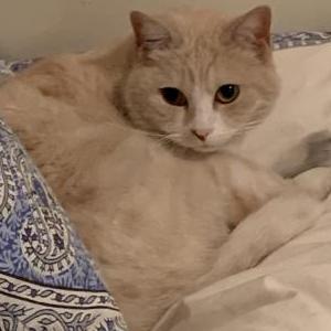 Image of Jamie, Lost Cat
