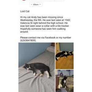 Lost Cat Andy