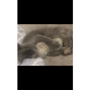 Image of Stormy, Lost Cat