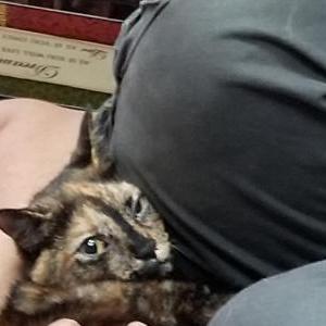 Image of Meow, Lost Cat
