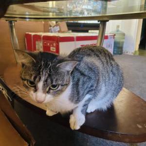 Image of Kerry, Lost Cat