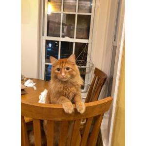 Image of Gunther, Lost Cat