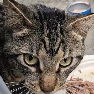 Image of unknown, Found Cat