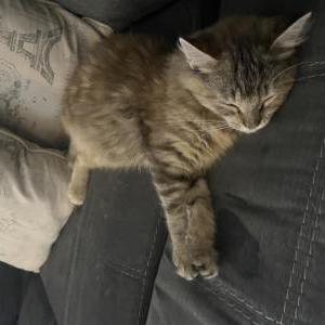 Image of Doodle, Lost Cat