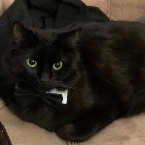 Lost Cat Barbatos