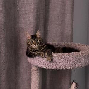 Image of Wilbert, Lost Cat
