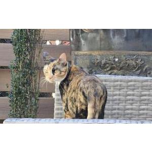 Image of Shanti, Lost Cat