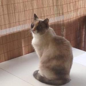 Image of Cookie, Lost Cat
