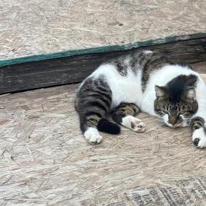 Image of Toby, Lost Cat