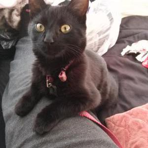 Lost Cat Mamasita