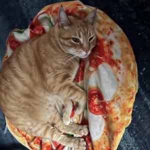 Lost Cat Dweez