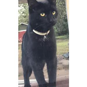 Lost Cat Dracula