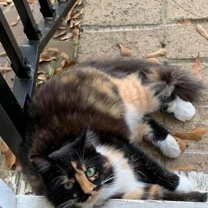 Image of Medusa, Lost Cat