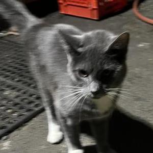 Image of Grey cat white feet, Found Cat
