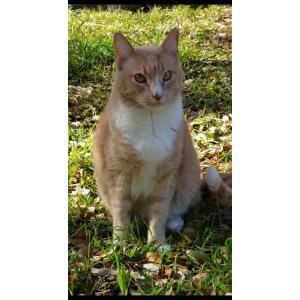 Lost Cat Odie