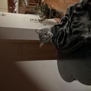Image of Stripes, Lost Cat