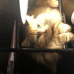 Image of Bisquit, Lost Cat
