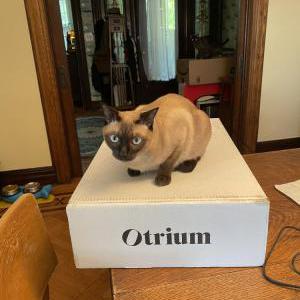 Image of Juno, Lost Cat