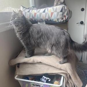 Image of Garbage, Lost Cat