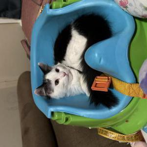 Image of Luna, Lost Cat
