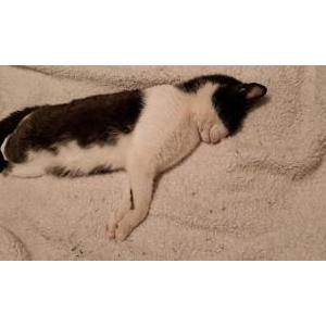 Image of prince, Lost Cat