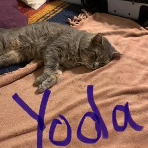 Lost Cat Yoda