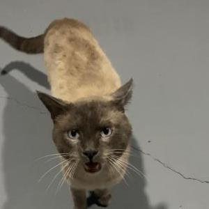 Image of Unknown, Found Cat