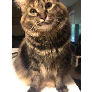Image of Floof, Lost Cat