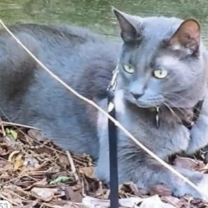 Lost 2 Jericho (VA)