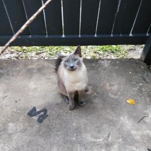 Lost 2 Milo (TX)