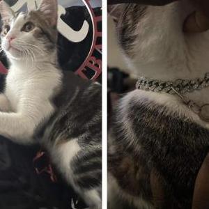 Lost 2 Mister (AL)